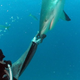 Image for article titled How to hypnotize a shark, and other tales of animal mind control